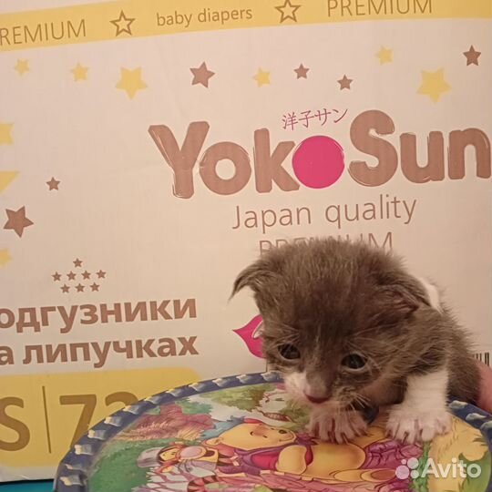 Котята в добрые руки