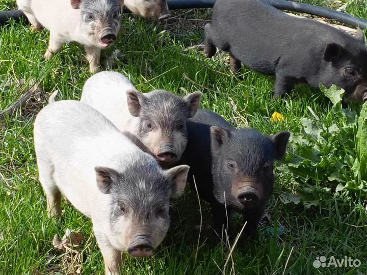 Вьетнамский вислобрюхий поросенок