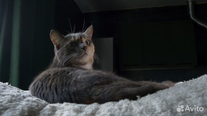 Видеограф, Видеосъёмка, Монтаж видео