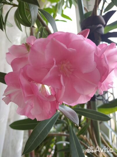 Олеандр розовый