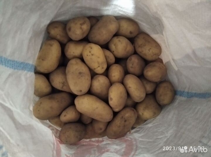 Продам картофель
