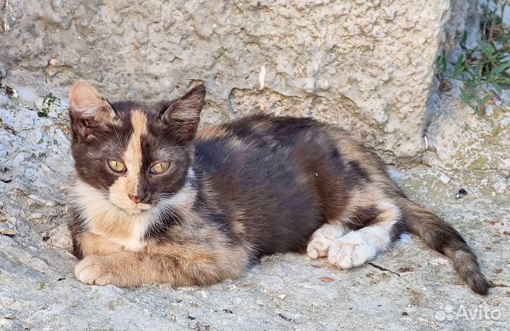 Отдам котят - трехцветная девочка, черный мальчик