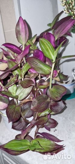 Традесканция