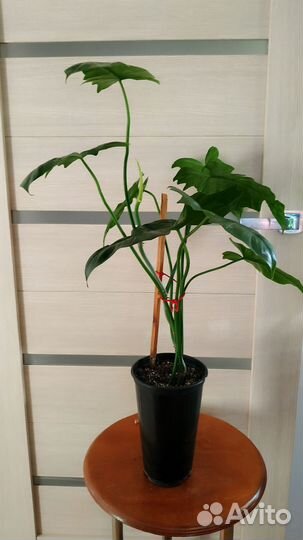 Филодендрон Лайм Фидл