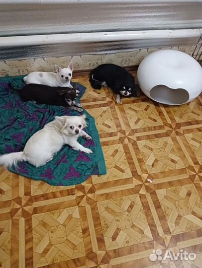 Мальчики и девочки