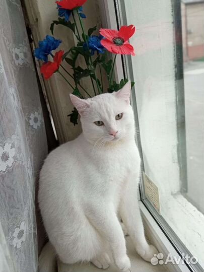 Котик в добрые руки