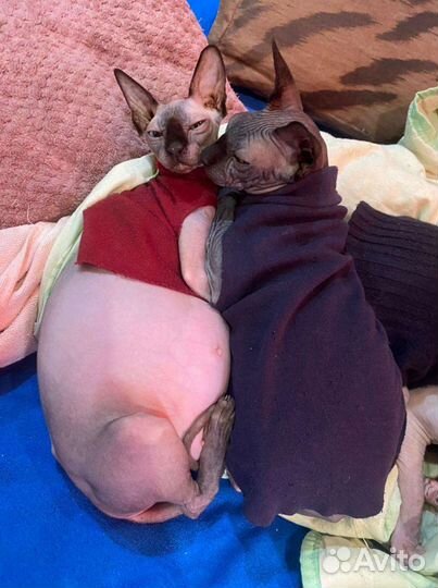 Канадский сфинкс вязка