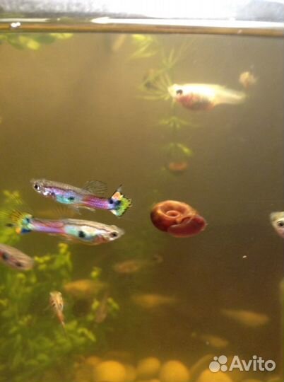 Гуппи, улитки