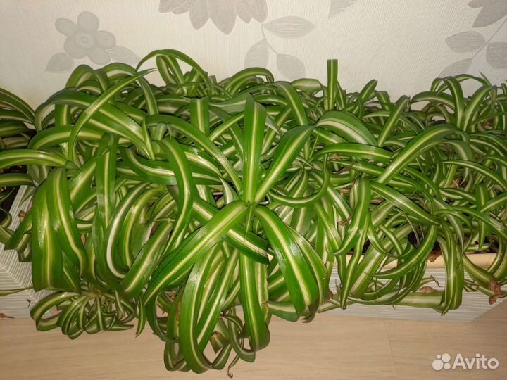 Хлорофитум кудрявый