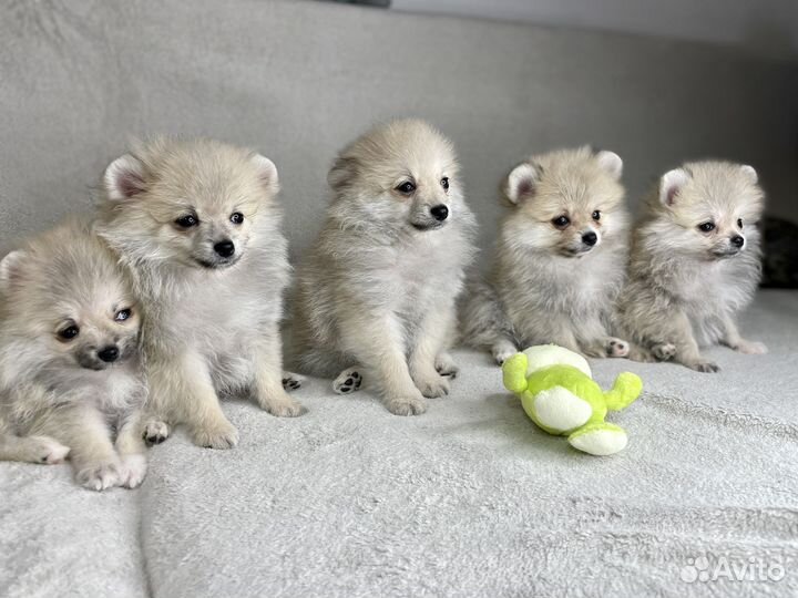 Щенки померанского шпица