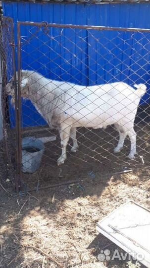 Козлики-1год.Козлята-6-7мес.Козы от года