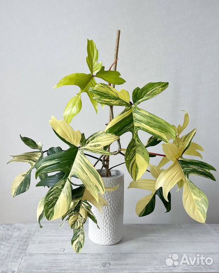 Филодендрон Магическая Маска