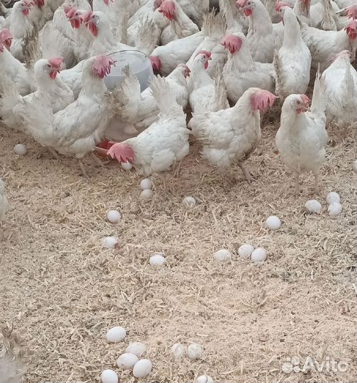 Куры несушки