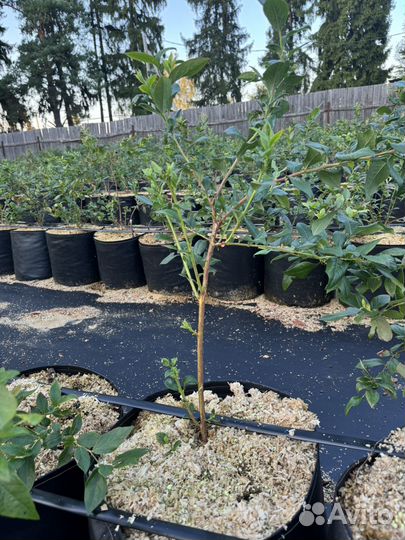 Голубика в 50-литровых гроубэгах