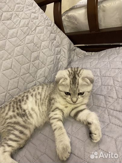 Кошечка на взяку