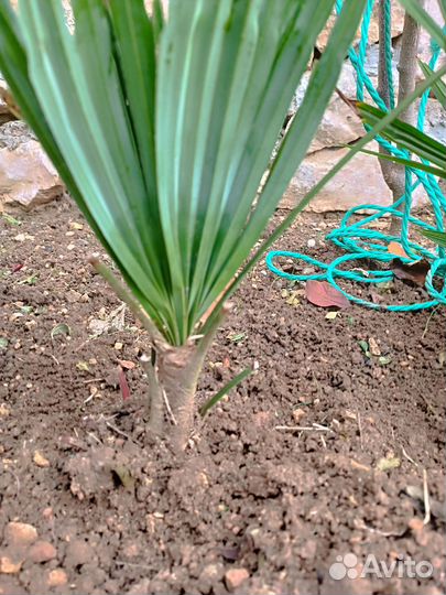 Пальма трахикарпус