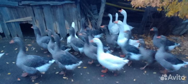 Утка и Гусь к праздничному столу