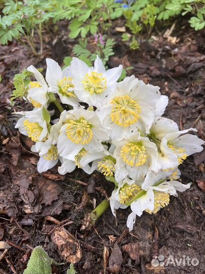 Морозник черный,восточный