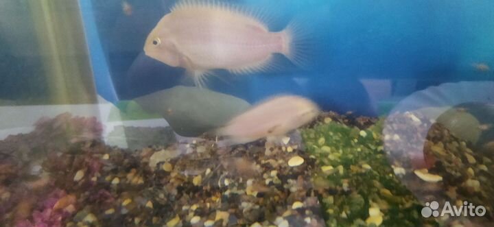 Аквариум рыбками