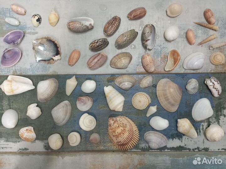 Ракушки в ассортименте