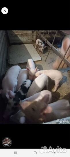 Поросята ландрас-дюрок