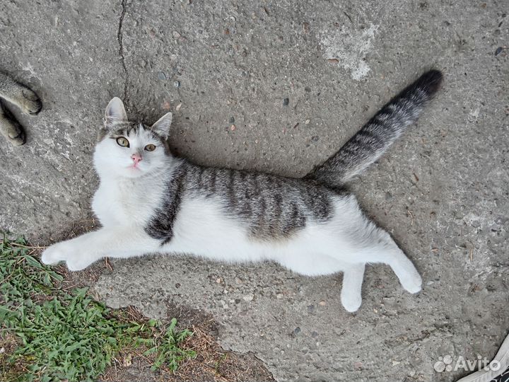 Кошка в дар бесплатно