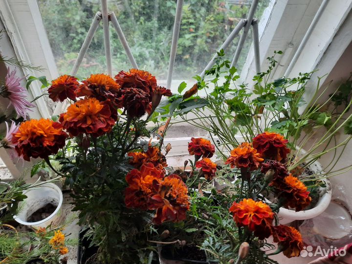 Боярышник сортовой,крупный,3 кг,ягоды калины,7 кг