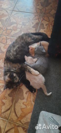 Котята в добрые руки 3 мальчика 1девочка