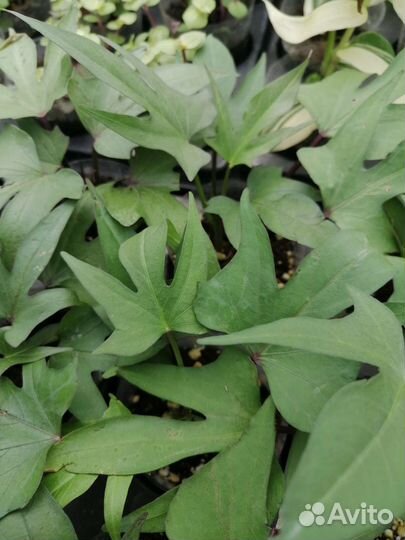 Ипомея батат