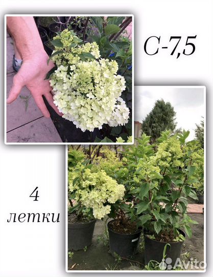 Гортензия метельчатая, барбарисы, спирея в ассорт