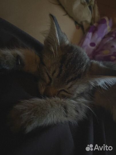 Котенок бесплатно