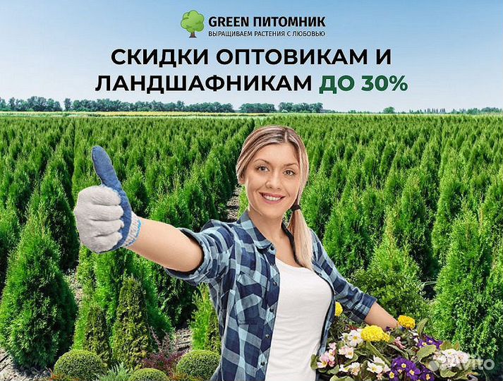 Туя 170-180 см