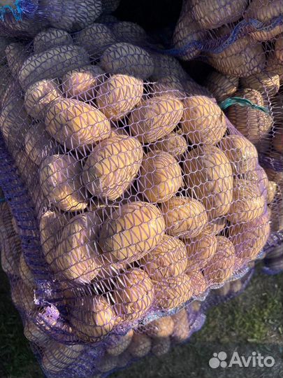 Продается крупный картофель