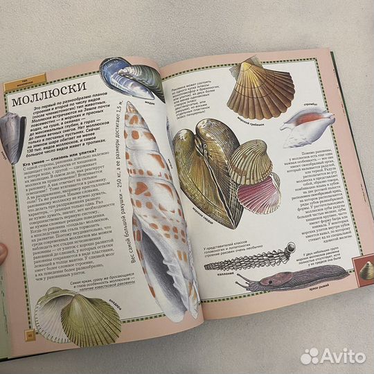 Большая энциклопедия животного мира