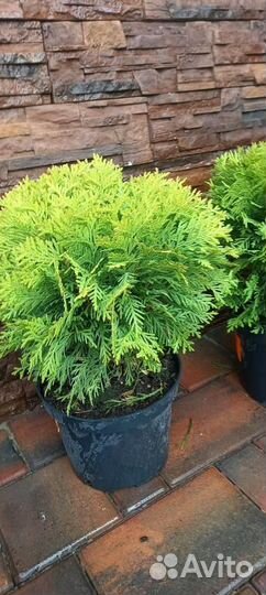 Туя шаровидная