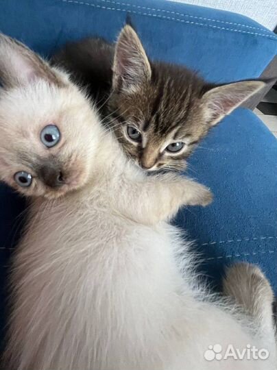 Котята милашки ищут хозяина