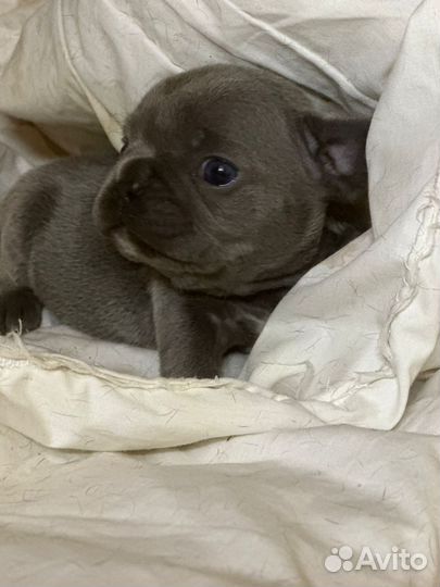 Французский бульдог