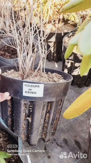 Цветы многолетние почвопокровные