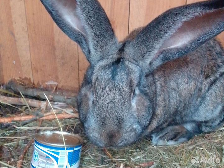 Кролики Ризен