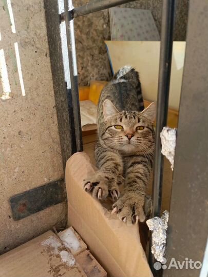 Кот в добрые руки