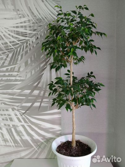 Фикус бенджамина