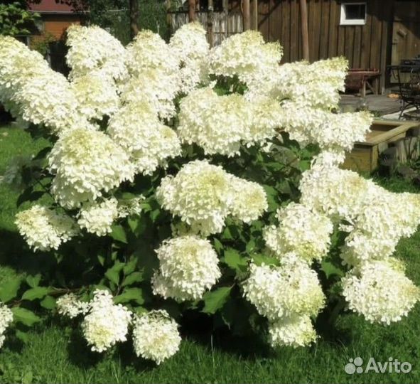Гортензия метельчатая саженцы