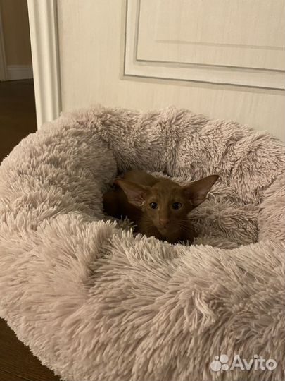 Ориентальня кошечка цинамон