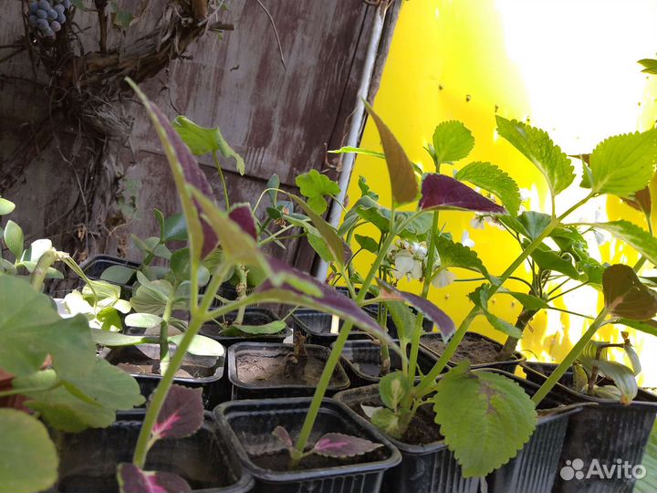 Цветы Колеусы и многое другое