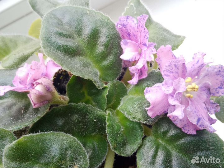 Фиалка