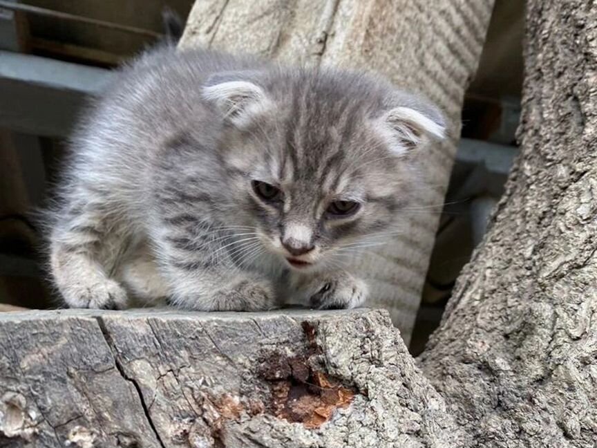 Котенку очень нужен дом в СПб