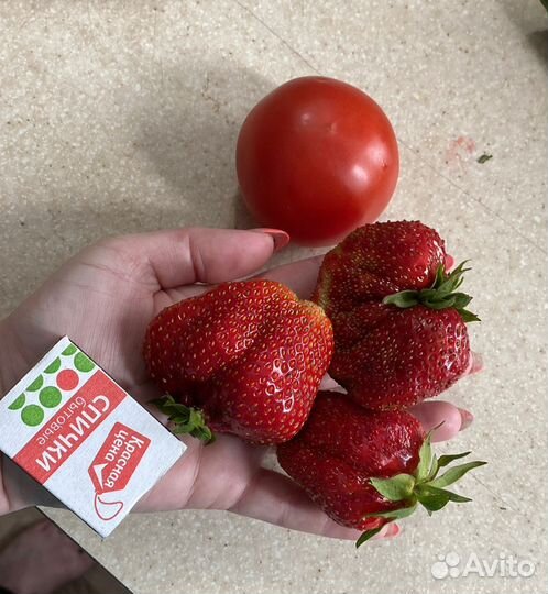 Сортовая рассада клубники, усы виктории. Азия