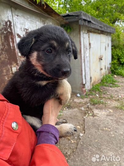 Щенок в добрые руки бесплатно