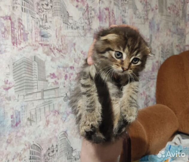 Вислоухие котята