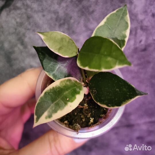Лакуноза Асами альбо